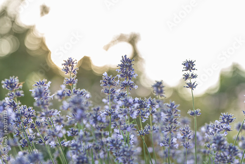 Close up of flowers of Lavandula angustifolia 'Munstead' in summer