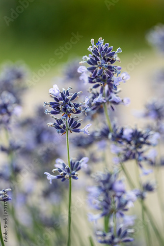 Close up of flowers of Lavandula angustifolia 'Munstead' in summer