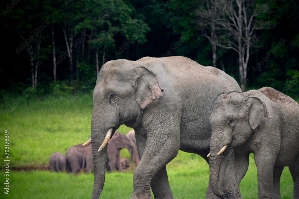 Fototapeta premium Herd of wild Asian elephants