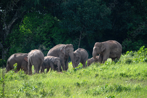 Canvas Print Herd of wild Asian elephants