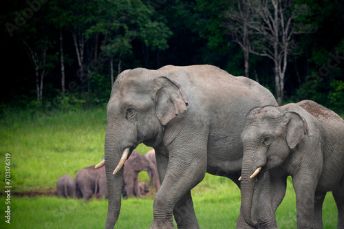 Herd of wild Asian elephants