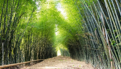 Bamboo Tunnel Reforestation for Sustainable Development