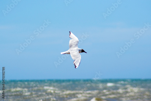 Gaviota en vuelo sobre el mar