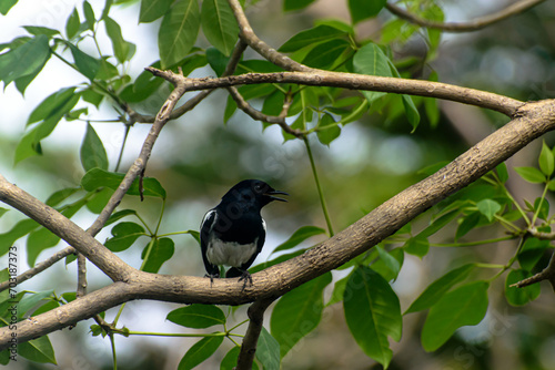 A black and white photo of a small bird perched on a tree in a devoid of people in a natural forest