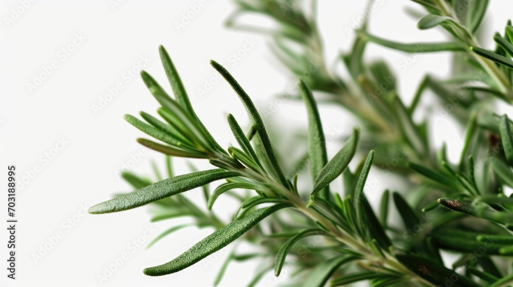 A detailed view of a plant with vibrant green leaves. Perfect for nature enthusiasts and botanical designs A detailed view of a plant with vibrant green leaves. Perfect for nature enthusiasts and botanical designs