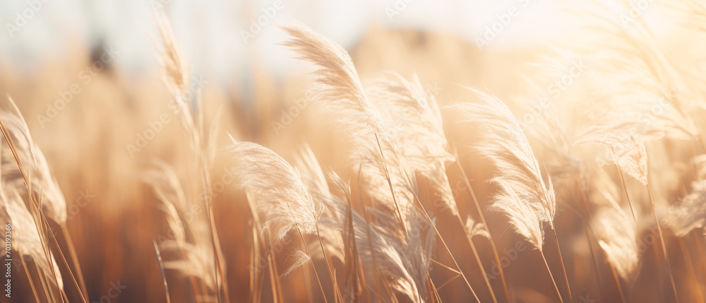 Landscape with dry reeds, beige cane, pampas grass. Macro Shoot. Nature, herbal background. Boho design. Generative ai - obrazy, fototapety, plakaty 