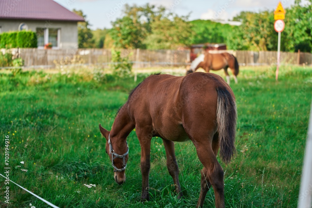 Obraz premium Mountain moorland pony breed horse grazes peacefully in a lush meadow surrounded by the golden hues of autumn trees. Feathering horse with hair on legs.