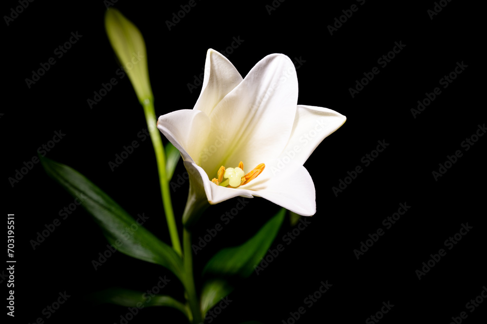 Die Lilien (Lilium) sind eine Pflanzengattung der Familie der Liliengewächse