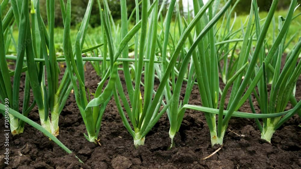 Beds of growing green onions. Panorama. Growing organic greens. Vitamin greens for a healthy diet. Organic greens to the table. Beds of growing green onions. Panorama. Growing organic greens. Vitamin greens for a healthy diet. Organic greens to the table.