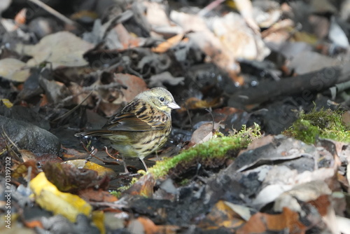 black faced bunting in a forest