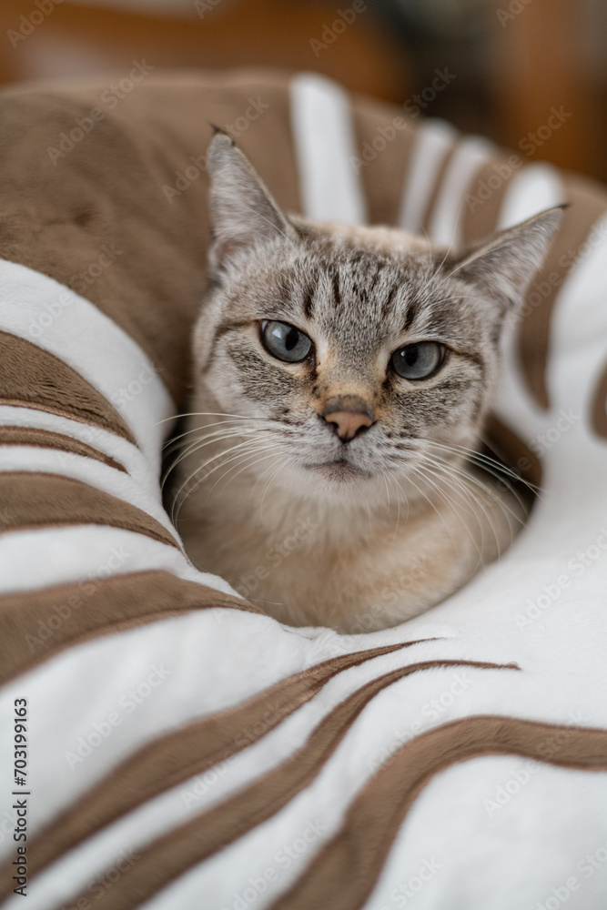 Obraz premium クッションから顔を出す猫 シャムトラ猫