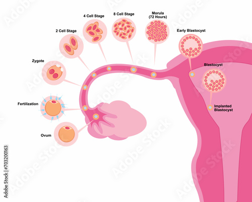 Female reproductive system ovulation and fertilization process from ovulation to implantation in uterus
