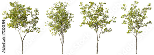 Cutout environmental trees growth shapes set transparent backgrounds 3d render png file