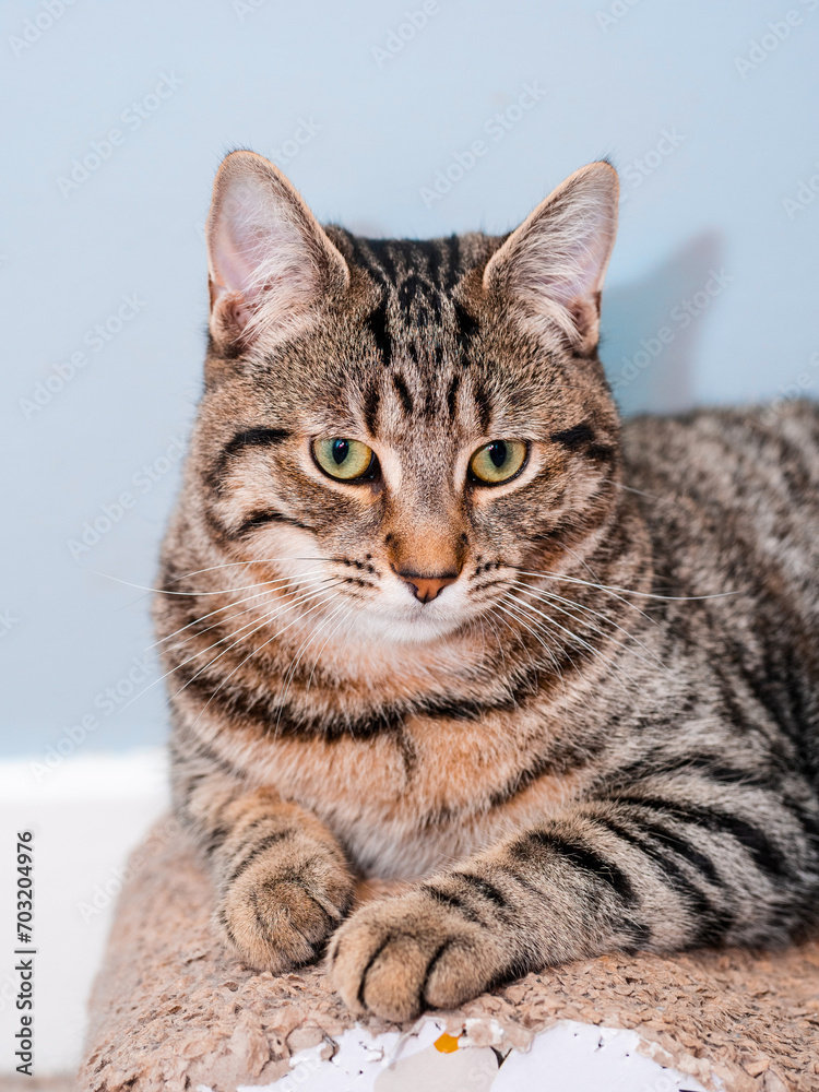 Portrait of handsome tabby cat by a light blue wall. Handsome house animal laying in style.