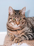 Portrait of handsome tabby cat by a light blue wall. Handsome house animal laying in style.