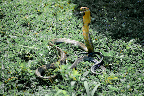 The King Cobra also known as the Ular Tedung Selar, Ngu Chongang, is the only species from the genus Ophiophagus found in Indonesia Myanmar, Thailand, Cambodia, Laos, Vietnam, Malaysia, Singapore photo