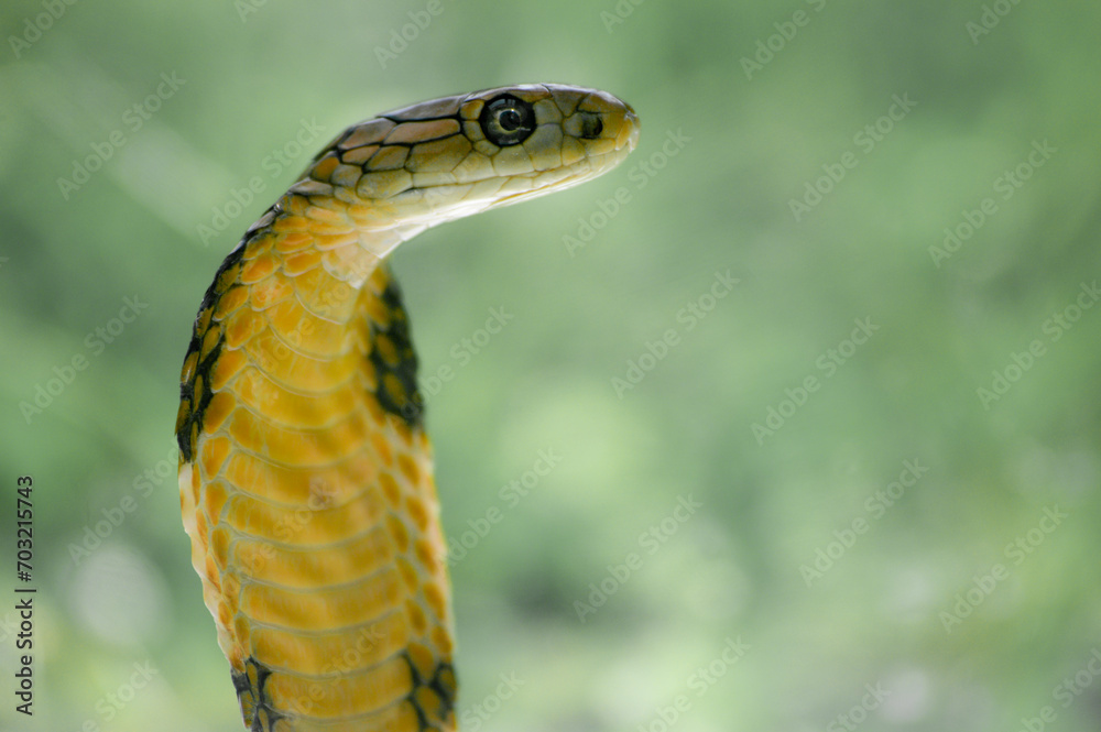 Fototapeta premium The King Cobra, also known as the Ular Tedung Selar, Ngu Chong-ang, is the only species from the genus Ophiophagus found, in Indonesia, Myanmar, Thailand, Cambodia, Laos, Vietnam, Malaysia, Singapore