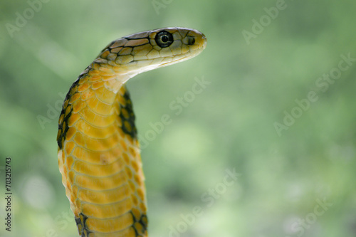 The King Cobra, also known as the Ular Tedung Selar, Ngu Chong-ang, is the only species from the genus Ophiophagus found, in Indonesia, Myanmar, Thailand, Cambodia, Laos, Vietnam, Malaysia, Singapore