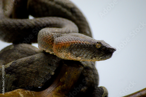 Trimeresurus puniceus snake, also known as Ular Bandotan Puspo closeup on wood, Trimeresurus puniceus closeup with isolated background