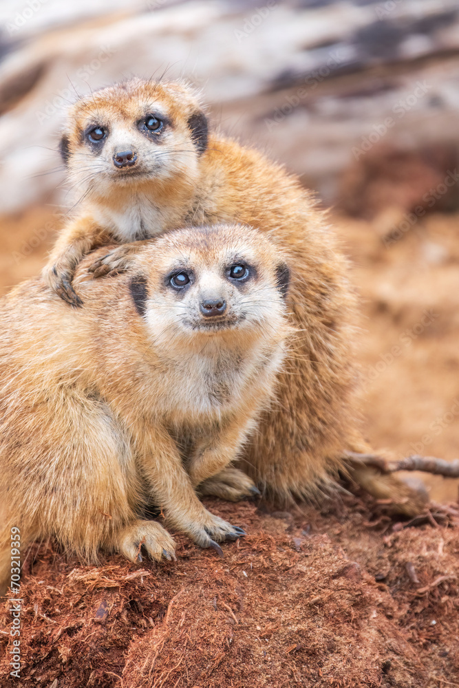 Fototapeta premium A group of cute meerkats. Meerkat Family are sunbathing.