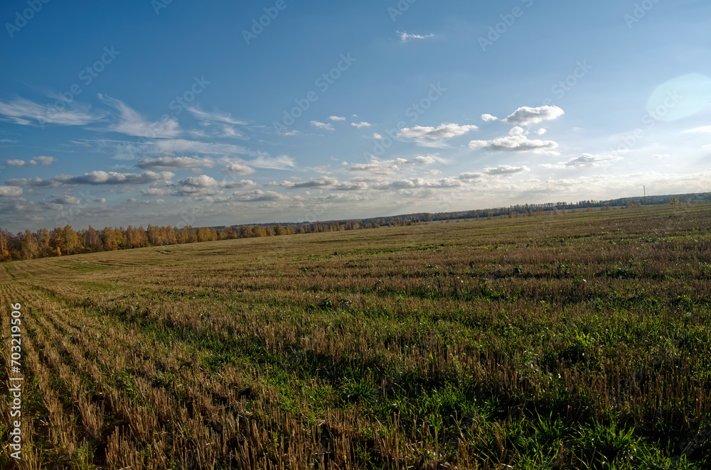 Cut wheat field on a clear day