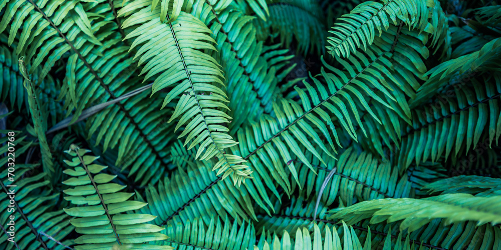 Beautiful fern leaves green texture in nature. Natural plants lush foliage blurred background. Close-up abstract fern plants in forest. Background nature concept, tranquil peaceful spring summer scene