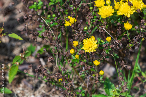 Small chrysanthemums with yellow petals. florist's daisy, hardy garden mum - Chrysanthemum morifolium