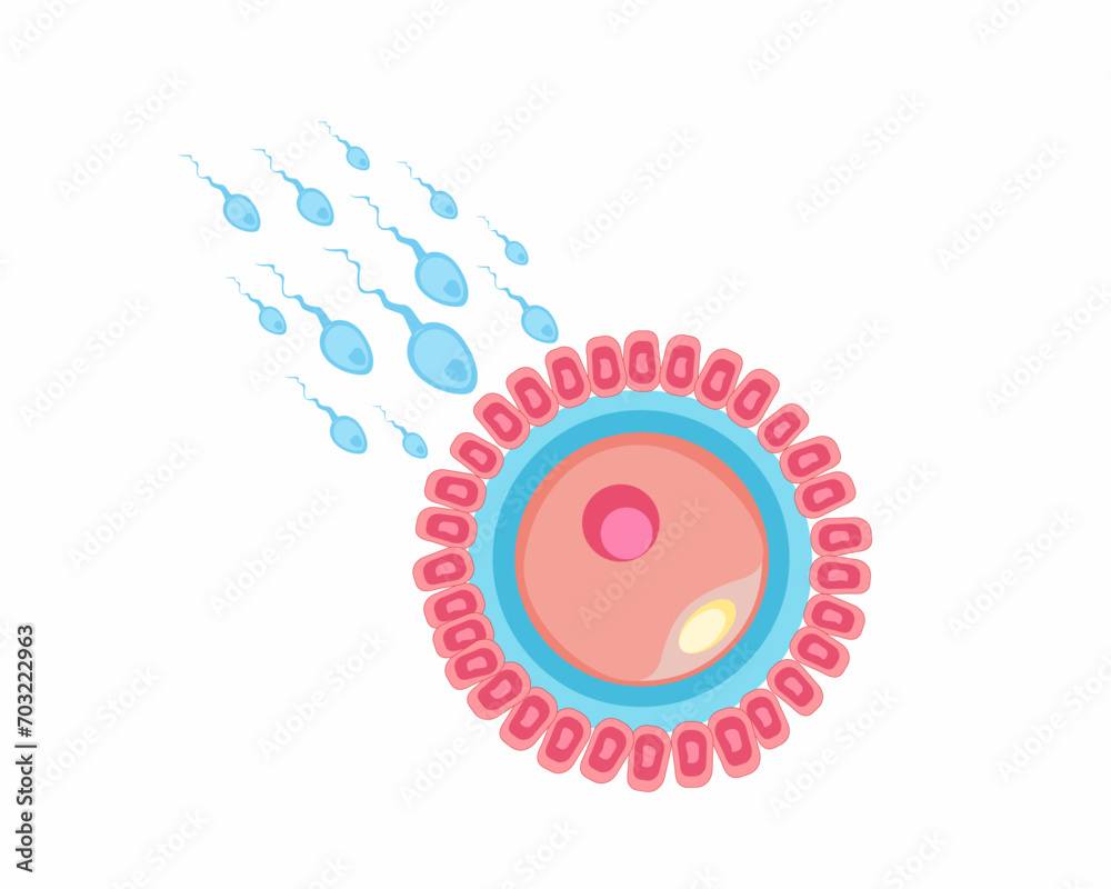 Insemination and fertilization Human fertilization process sperm and ovule sexual reproductive system and pregnancy flat vector illustration Insemination and fertilization Human fertilization process sperm and ovule sexual reproductive system and pregnancy flat vector illustration