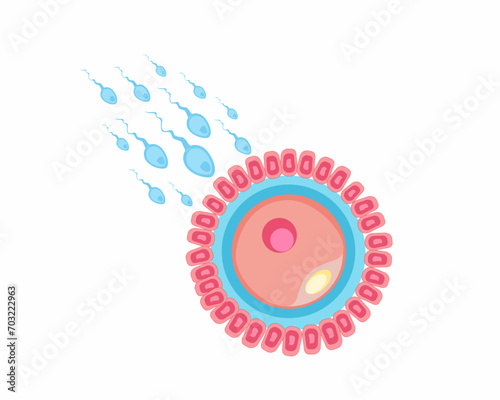 Insemination and fertilization Human fertilization process sperm and ovule sexual reproductive system and pregnancy flat vector illustration