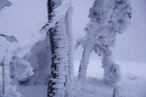 Zugeschneiter Ast bei Schneesturm und Frost