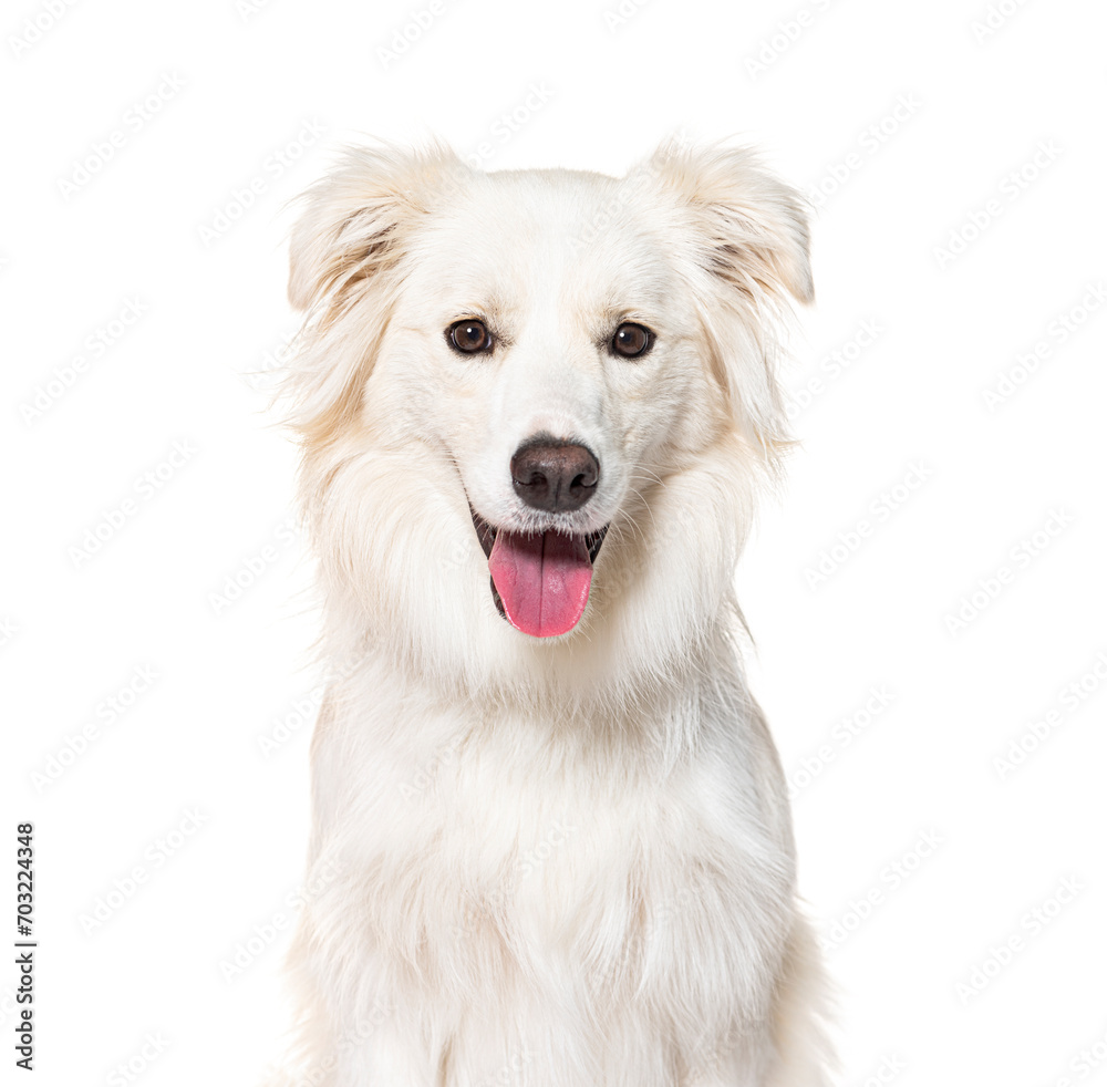 Head shot of a white Border collie panting, looking at the camera, isolated on white
