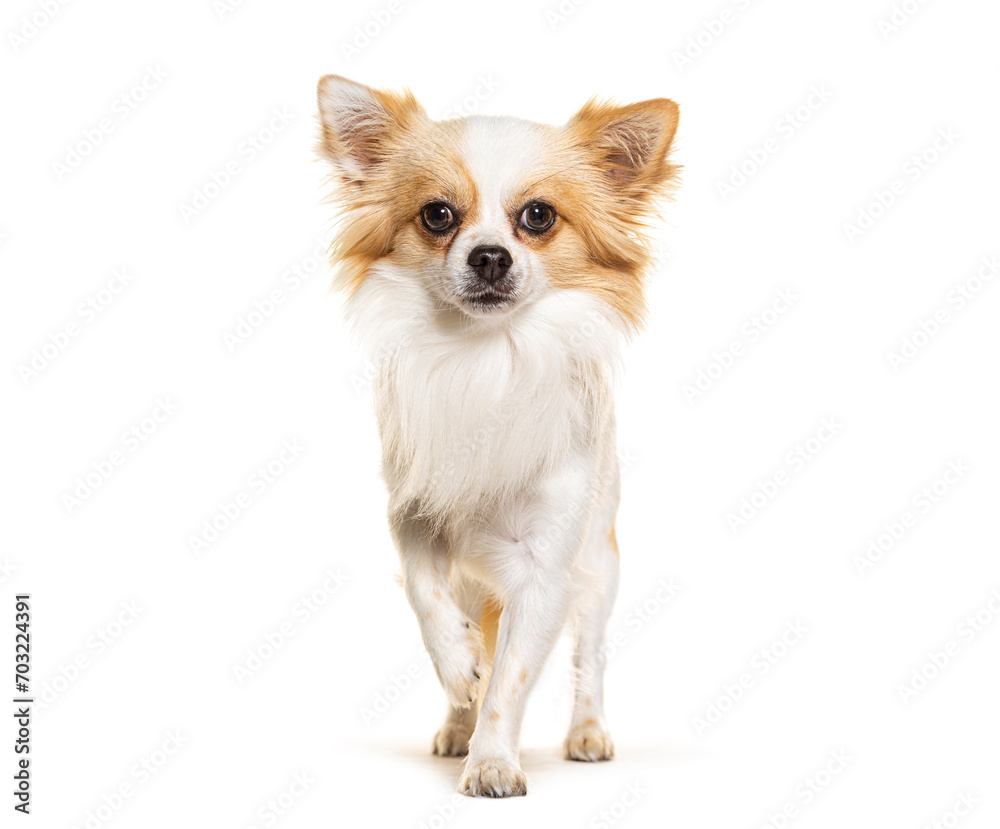 Standing Chihuahua looking and moving forward the camera, isolated on white