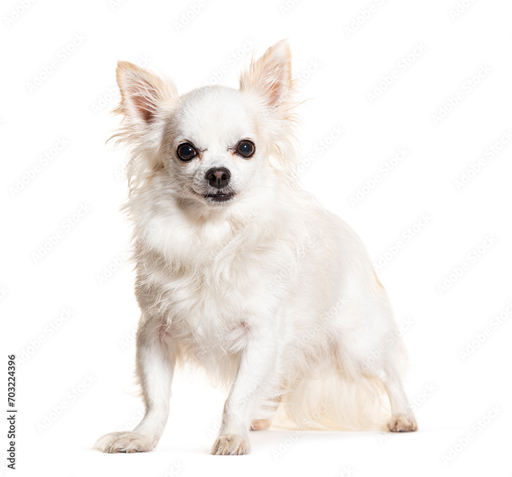Standing Chihuahua looking at the camera, isolated on white