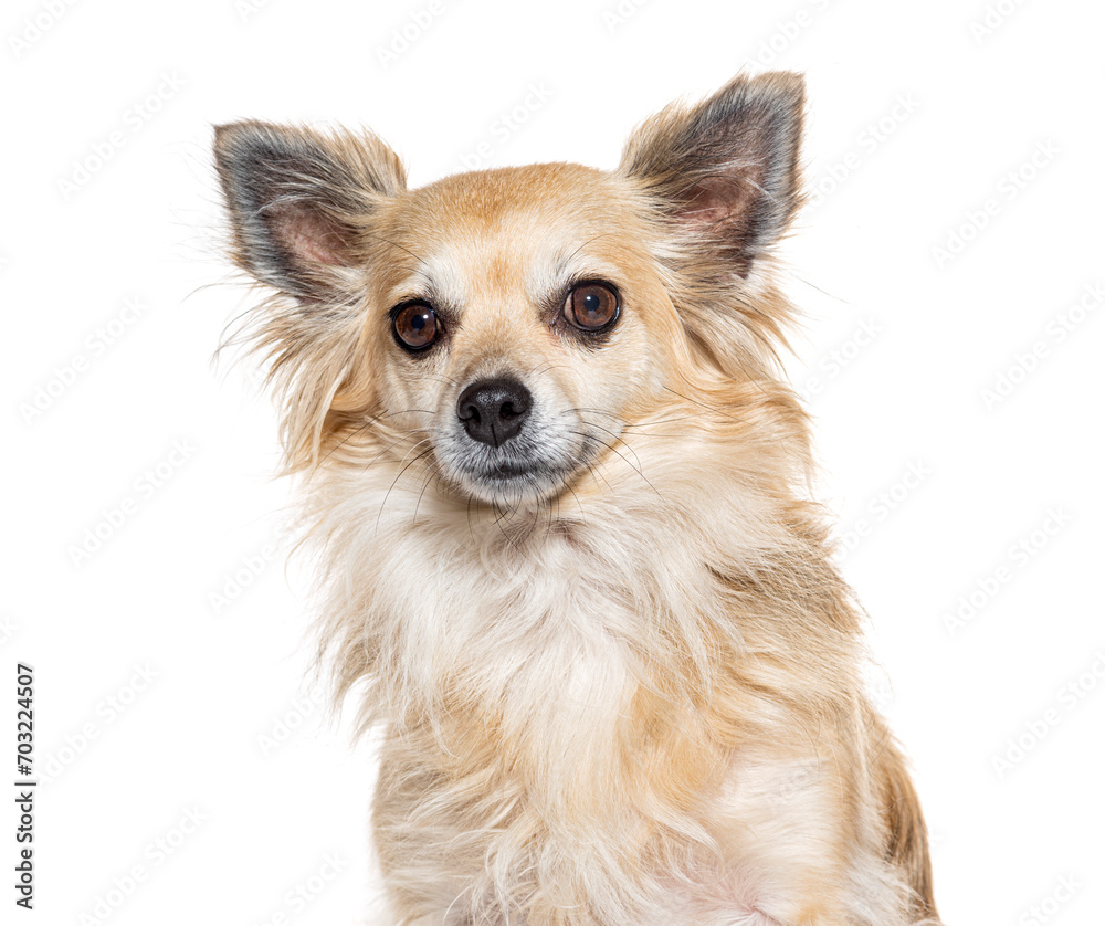 Head shot of a Chihuahua, isolated on white Head shot of a Chihuahua, isolated on white