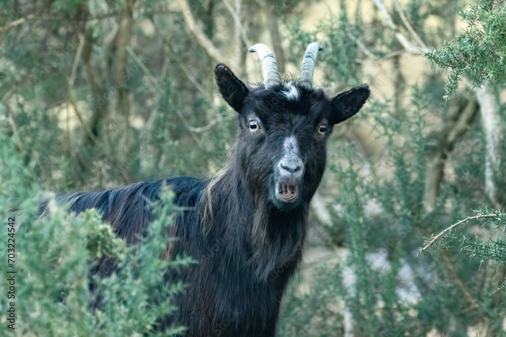 Wild scottish mountain goat in remote Scotland Wild scottish mountain goat in remote Scotland