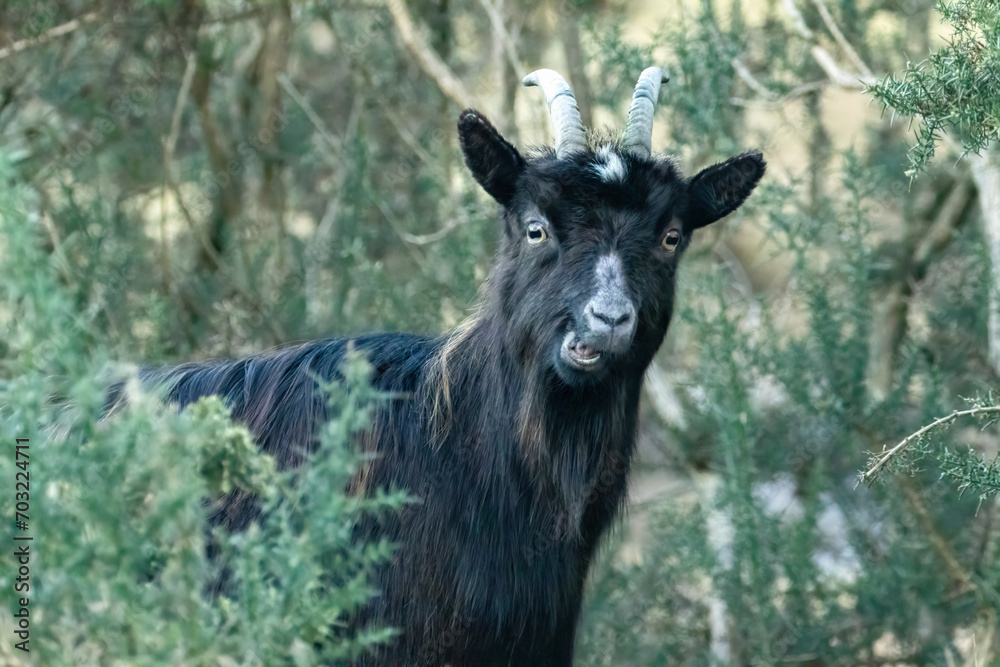Wild scottish mountain goat in remote Scotland Wild scottish mountain goat in remote Scotland
