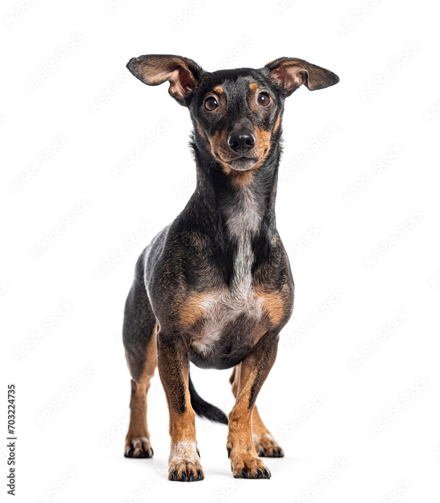 Mongrel Dachshund with miniature Pinscher, Standing, Isolated on white
