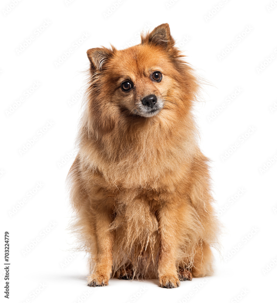 Mongrel dog looking at camera, Isolated on white Mongrel dog looking at camera, Isolated on white