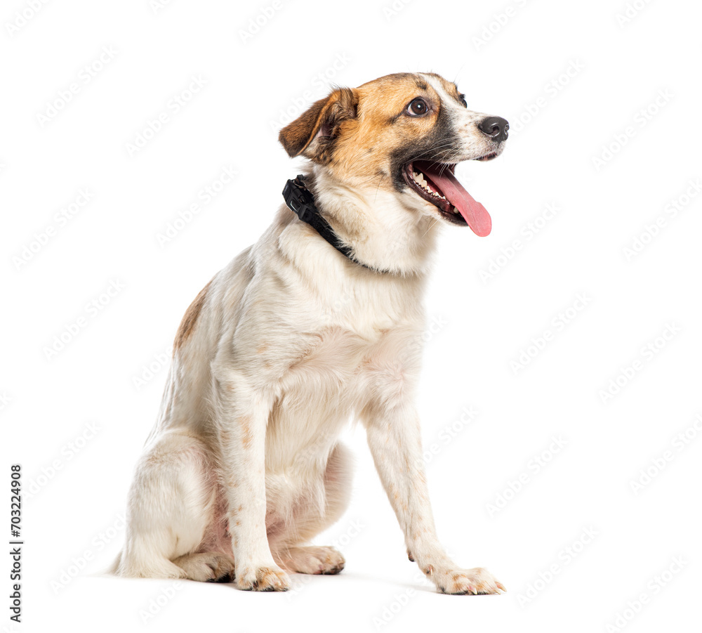 Happy Mongrel wearing a dog collar, Isolated on white