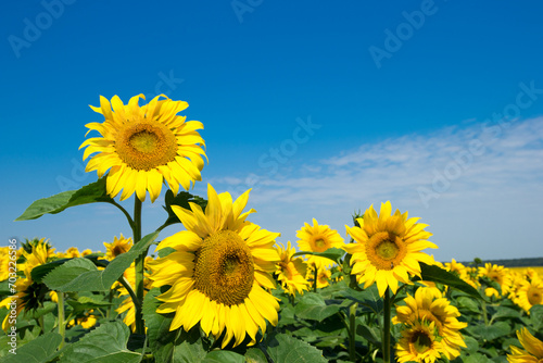 Sunflower field with cloudy blue sky