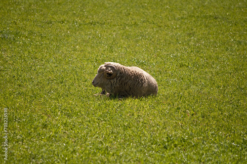Sheep