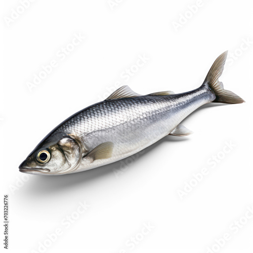 fish isolate on transparency background png 