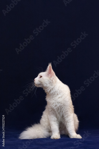 Portrait of a white solid sitting Maine Coon kitten on a black background. photo