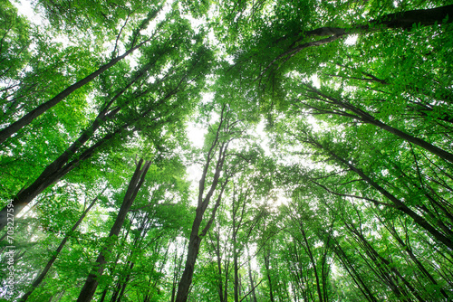 Forest trees. nature green wood sunlight backgrounds © Pakhnyushchyy