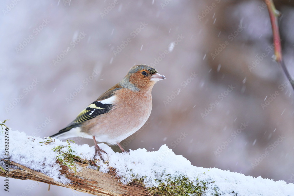 Obraz premium Winter scene with a Chaffinch male. Fringilla coelebs. Songbird sitting on the branch. Little bird in nature forest habitat, Wildlife scene from nature.