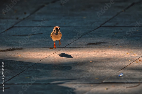 Little bird dancing in sunlight