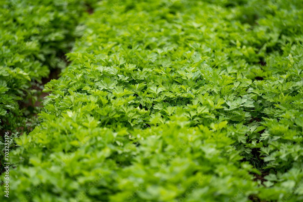 Scenic view of green plants growing in a greenhouse Scenic view of green plants growing in a greenhouse