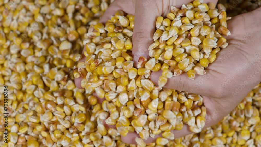 Slow Motion Dried Corn Grains Falling on Hands Farmer Texture Background Close Up. GMO Corn Kernels Maize Macro Shot. Organic Healthy Food. Slow Motion Farmer Holding Organic Corn Maize in Hands Slow Motion Dried Corn Grains Falling on Hands Farmer Texture Background Close Up. GMO Corn Kernels Maize Macro Shot. Organic Healthy Food. Slow Motion Farmer Holding Organic Corn Maize in Hands