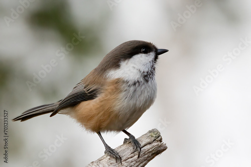 Siberian tit