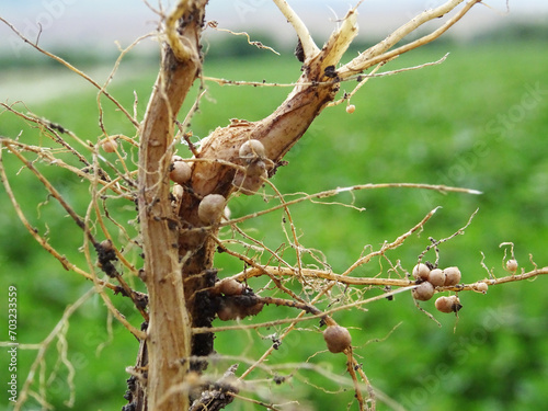 Nitrogen-fixing bacteria on legume roots close-up in natural conditions